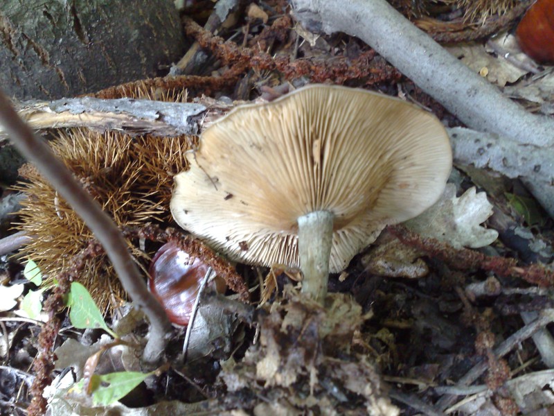 Altri due funghi dall''Etna